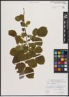 Foto von Salix caprea L.